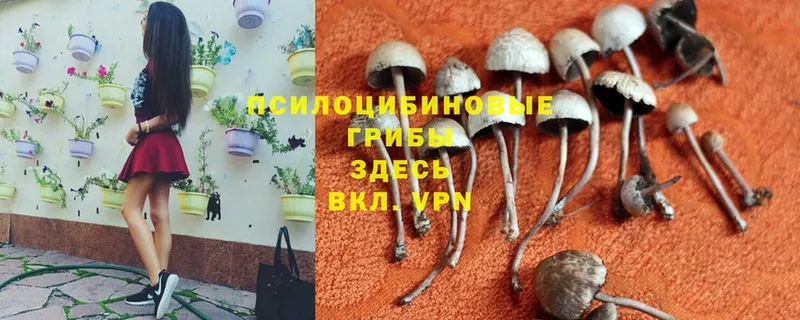 Псилоцибиновые грибы ЛСД  Кораблино 